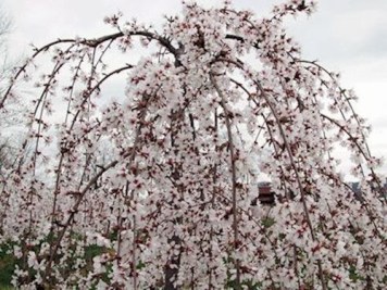 prunus-snow-fountain-weeping-cherr
